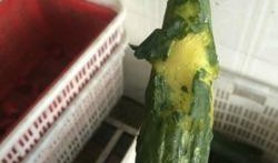 网红热瓜 今日吃瓜学生校园什么网站,今日学生都在哪些网站吃瓜？